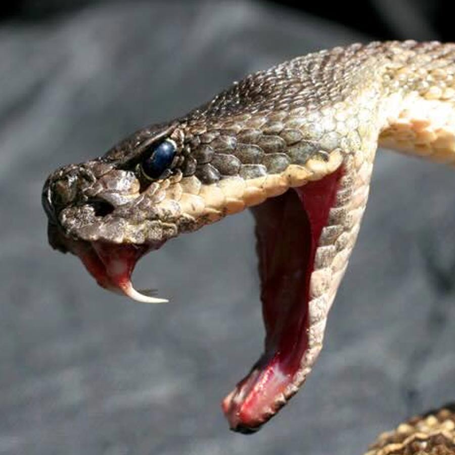 venomous and non-venomous snake