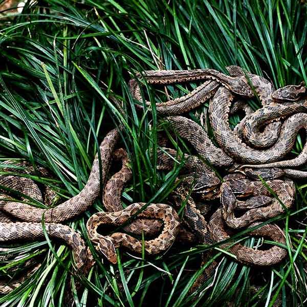 characteristics of Snake