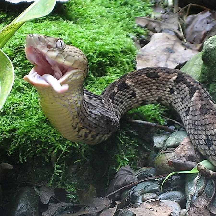 characteristics of Snake