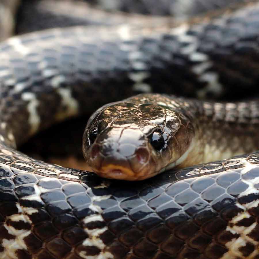 characteristics of Snake