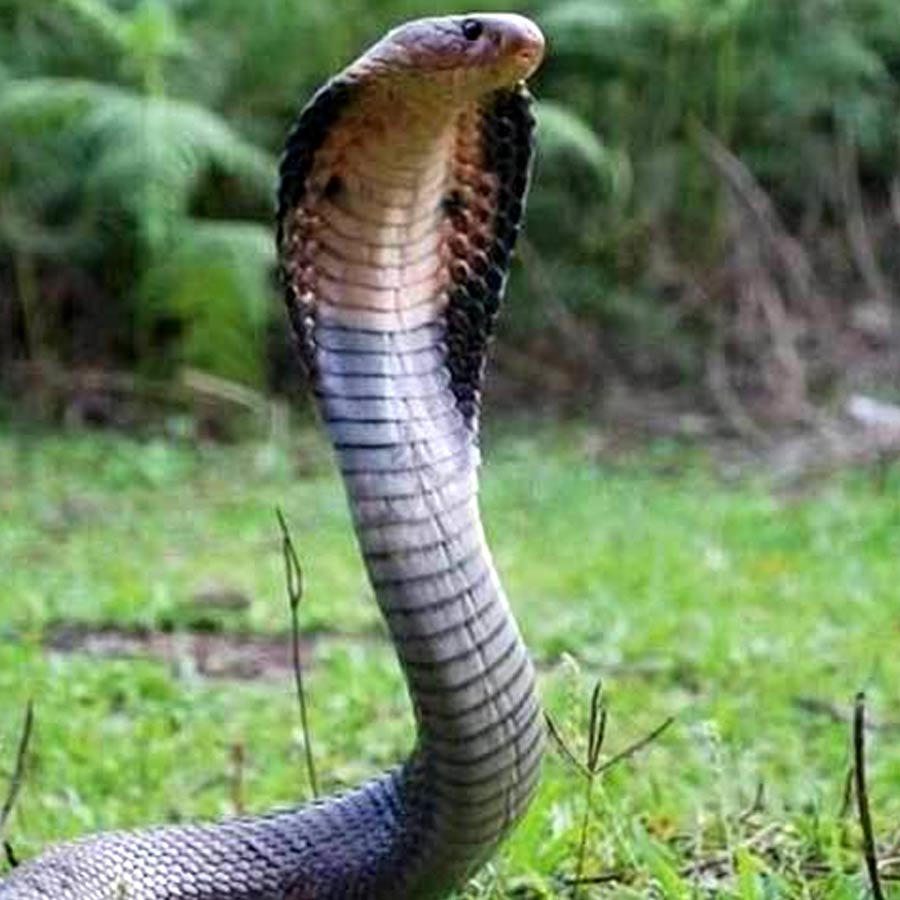 characteristics of Snake