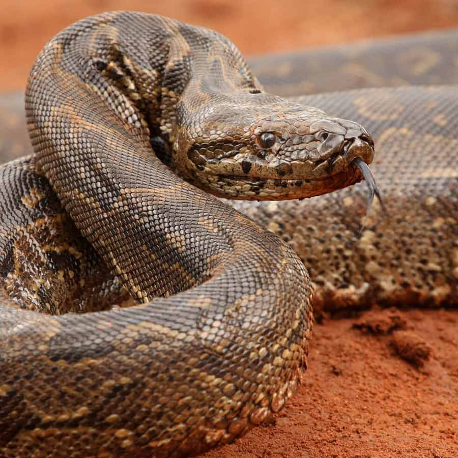 characteristics of Snake