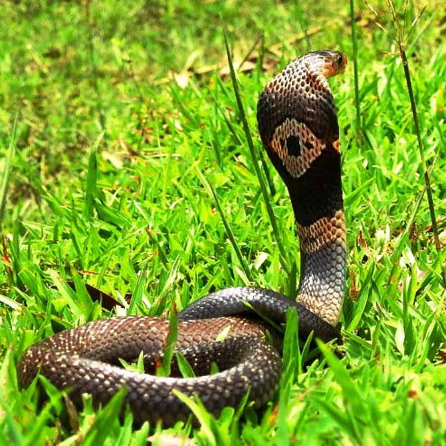 characteristics of Snake