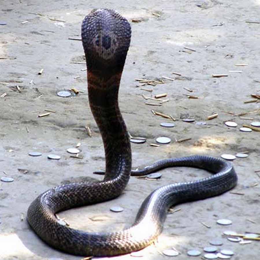 characteristics of Snake