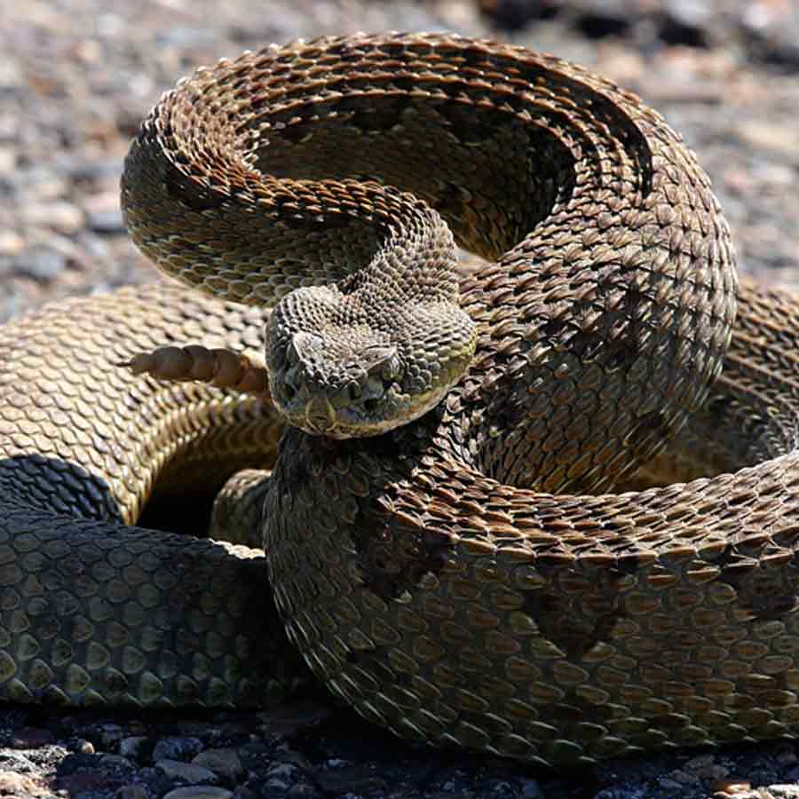 characteristics of Snake