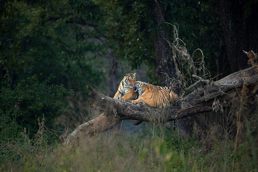পান্নার অরণ্যে মোলাকাত  হতে পারে বাঘের সঙ্গে।