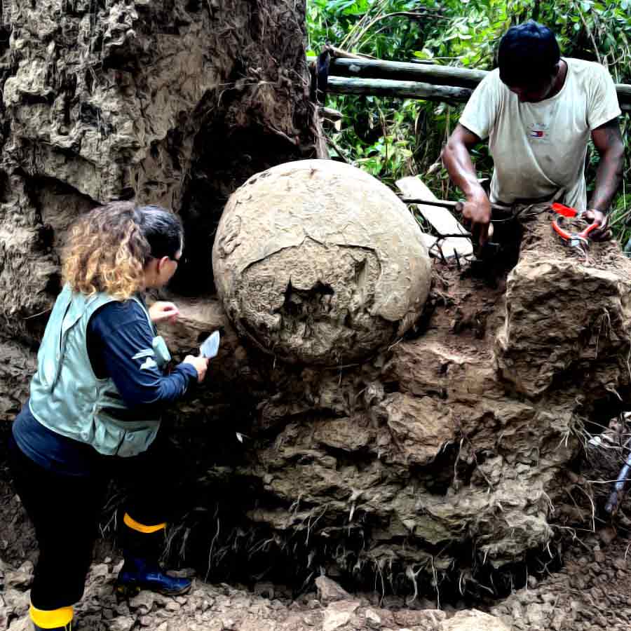 seven massive ceramic urns buried beneath a fallen tree