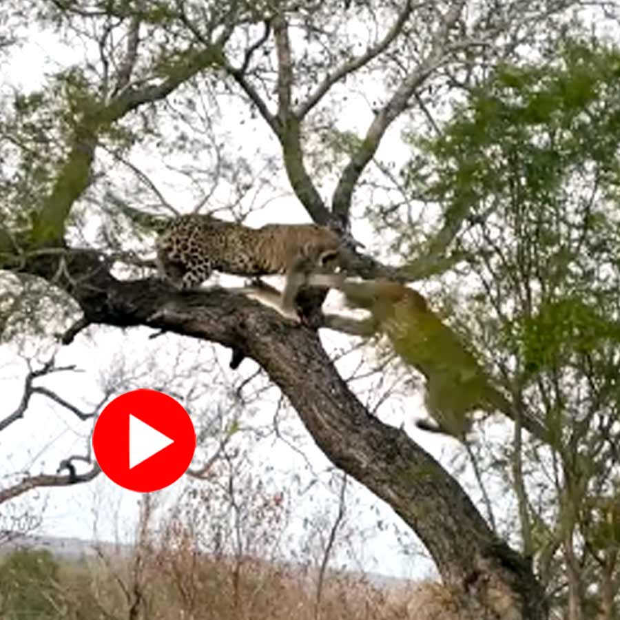 Video of male leopard fighting with its mother on tree for food goes viral dgtl
