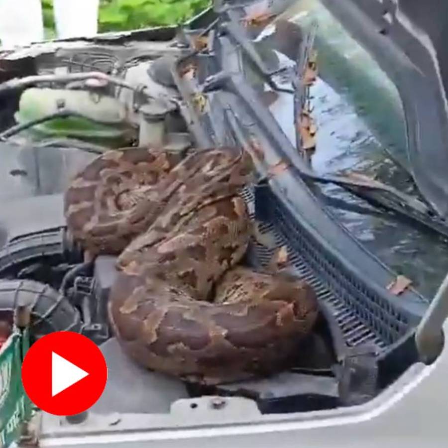 Viral Video Of 7 Foot Long Python Found In BJP Leader Nagendra Pratap's Car In UP's Barabanki dgtl