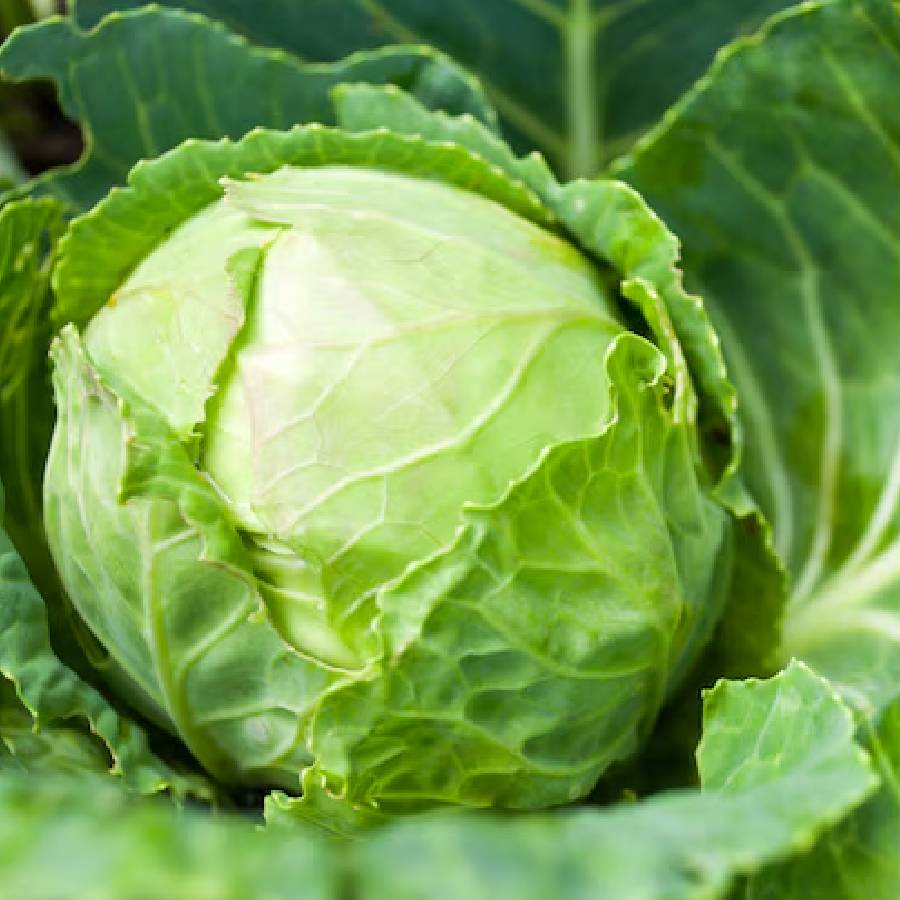 Tapeworms can invade your body from cabbage, it is dangerous if not cleaned