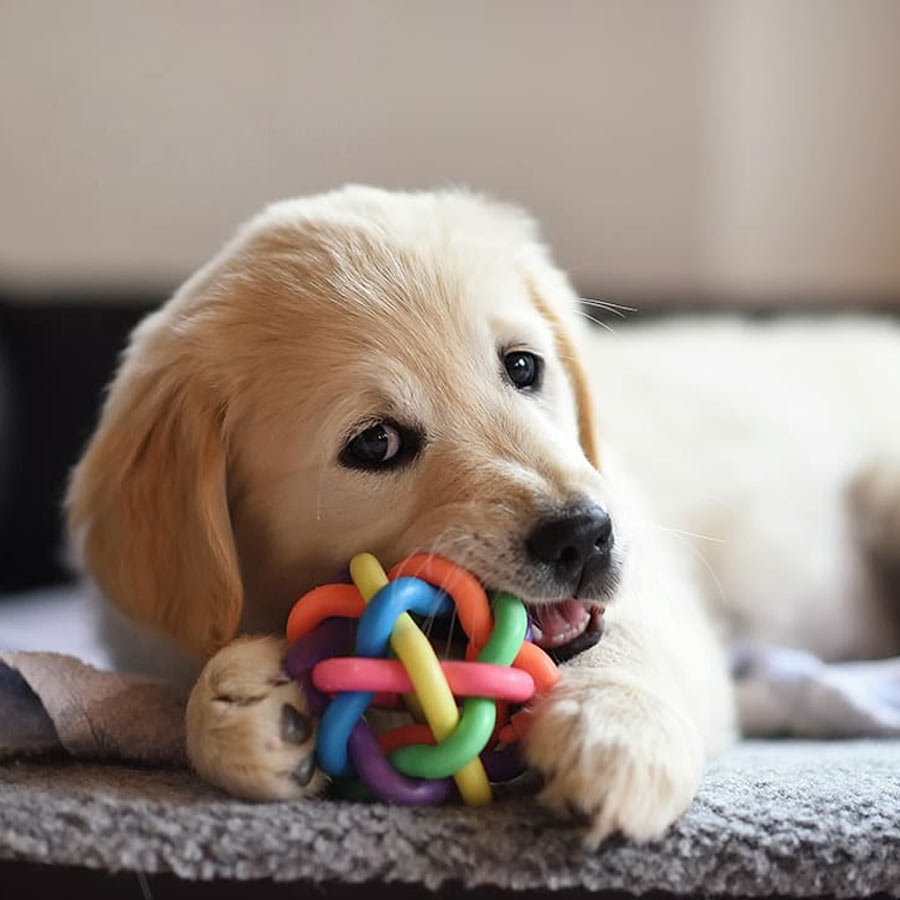 5 things to keep in mind to take care of your pet in winter dgtl