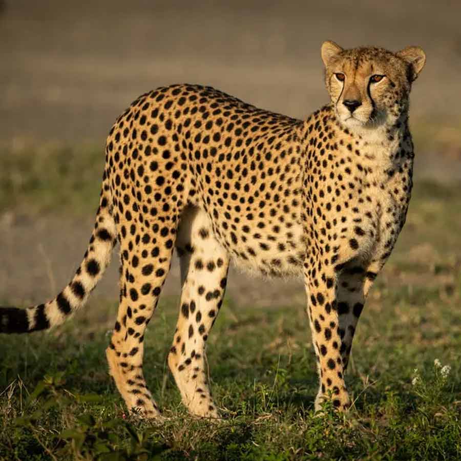 India is likely to receive a new batch of cheetahs by December