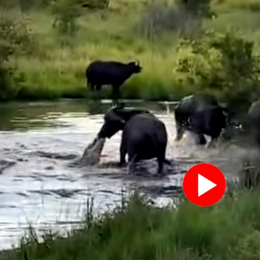 Video of crocodile biting buffalo’s mouth goes viral dgtl