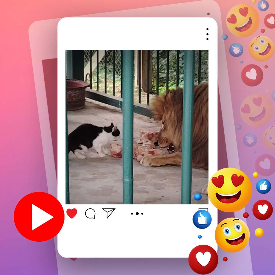 Video of lion and cats sharing same food goes viral dgtl