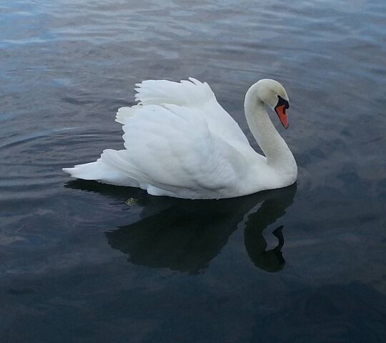 একাগ্রতা ও শৃঙ্খলা: জ্ঞান অর্জনের জন্য দরকার একাগ্রতা ও শৃঙ্খলা। এই দুটি গুণও রাজহাঁসের মধ্যে বিদ্যমান। তাই সে বিদ্যার দেবীর যোগ্য বাহন। তা ছাড়া, হিন্দু শাস্ত্রে রাজহাঁসকে শৃঙ্খলা ও উৎকর্ষের প্রতীক হিসাবেও গণ্য করা হয়। এক জন শিক্ষার্থী বা জ্ঞান অন্বেষণকারীর জীবনে এই দুটি গুণ অপরিহার্য। হংস দেবীর কাছে এসে এই গুণের কথাই মনে করিয়ে দেয়।