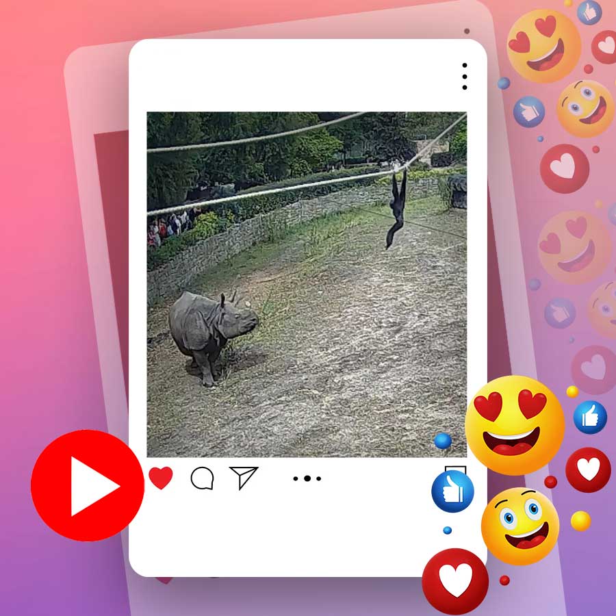 Video of rhinoceros getting irritated by gibbon goes viral dgtl