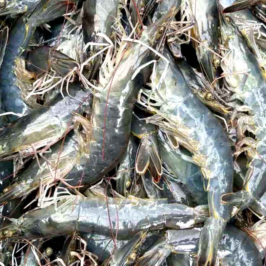Indian shrimp exporters are increasingly shifting focus to China