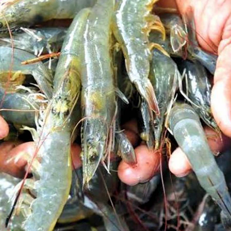 Indian shrimp exporters are increasingly shifting focus to China