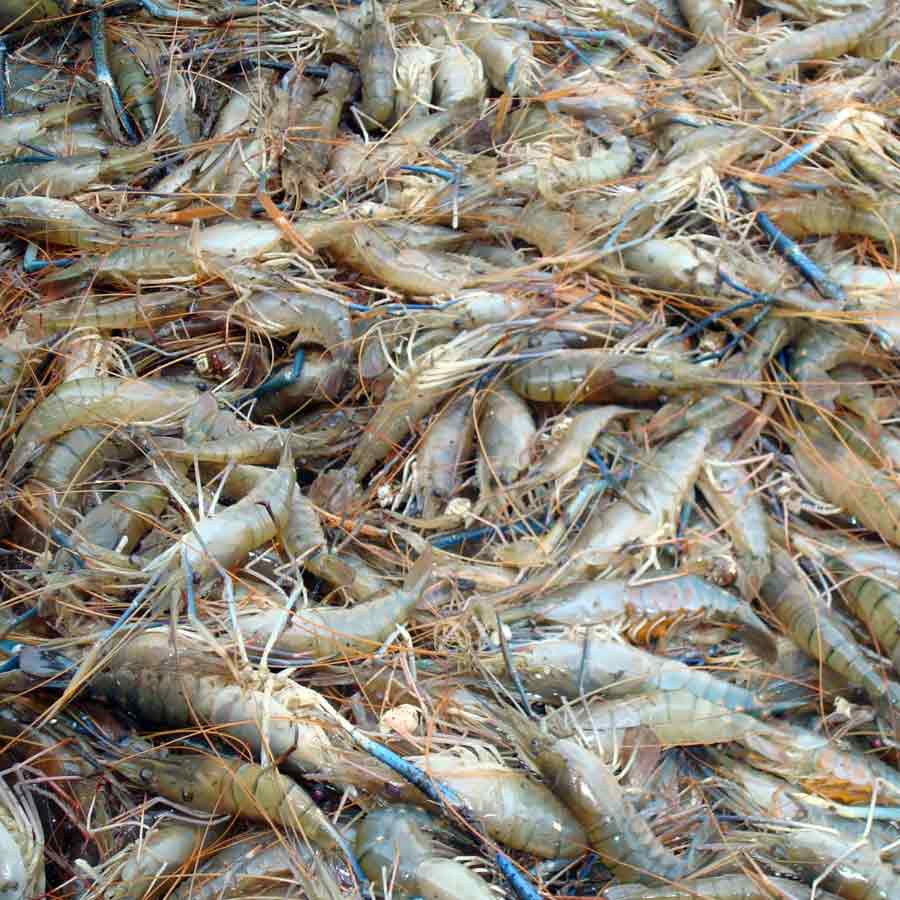 Indian shrimp exporters are increasingly shifting focus to China