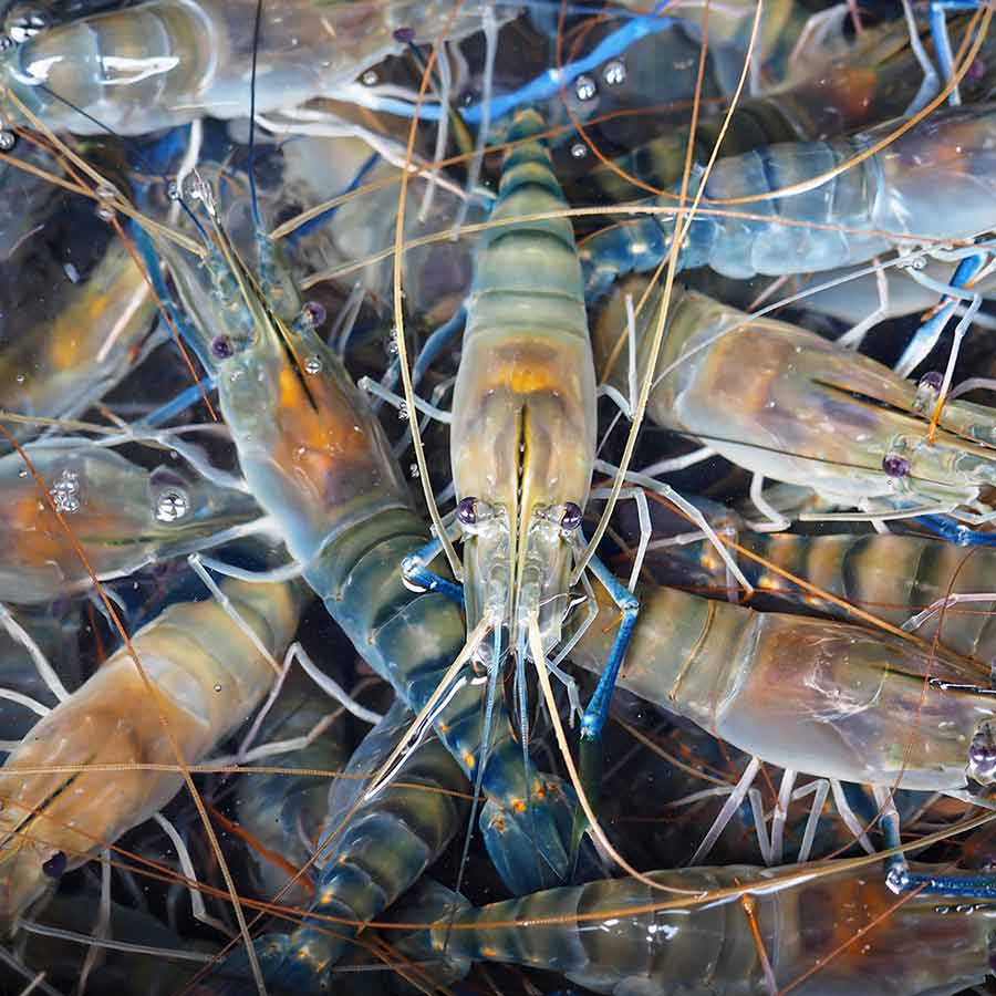 Indian shrimp exporters are increasingly shifting focus to China