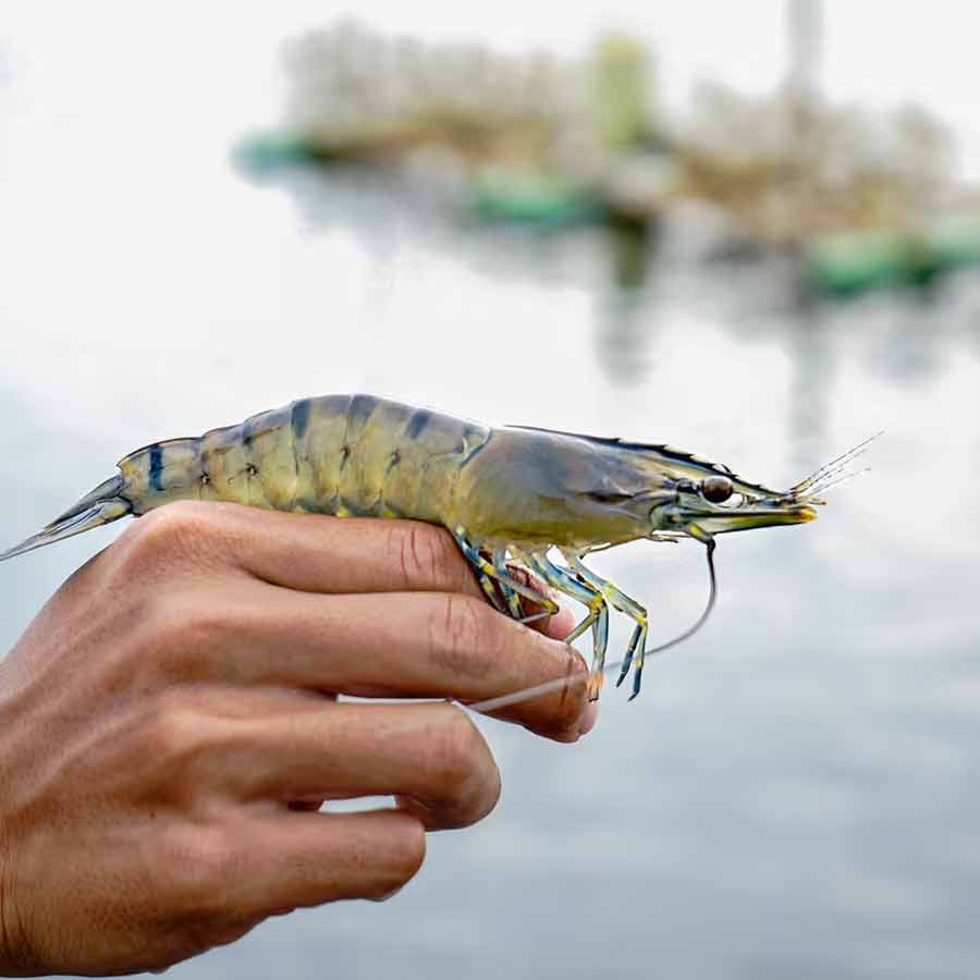 Indian shrimp exporters are increasingly shifting focus to China