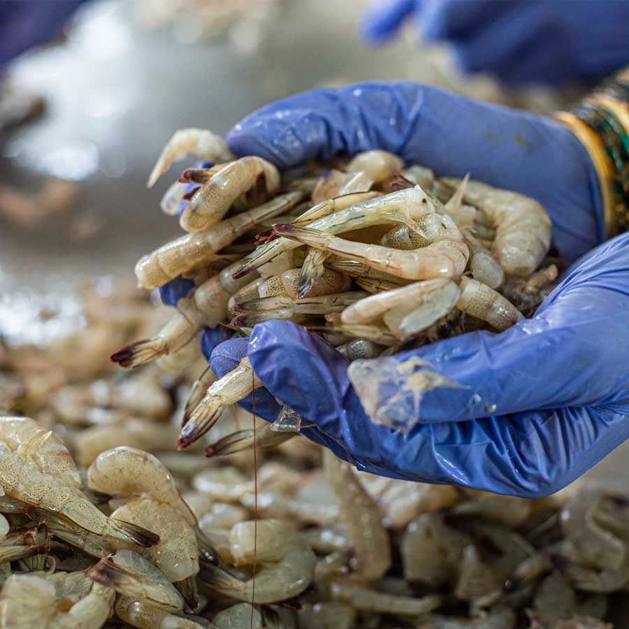 Indian shrimp exporters are increasingly shifting focus to China