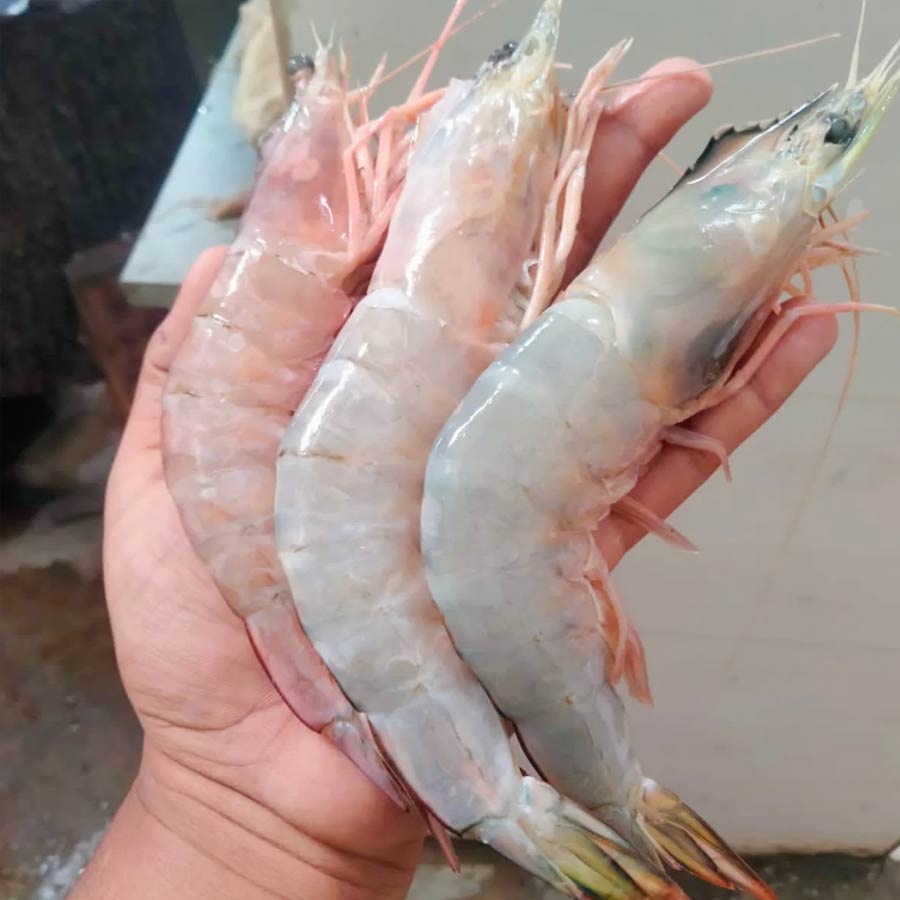 Indian shrimp exporters are increasingly shifting focus to China
