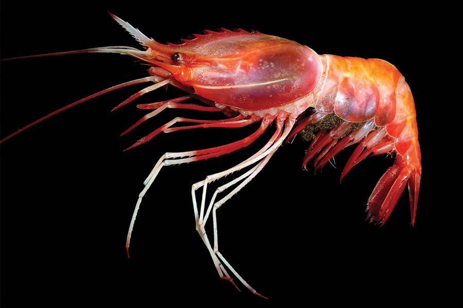 Indian shrimp exporters are increasingly shifting focus to China