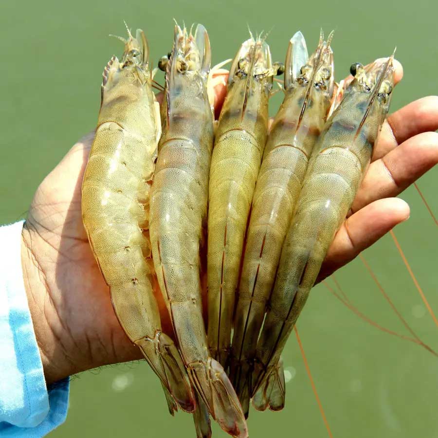 Indian shrimp exporters are increasingly shifting focus to China