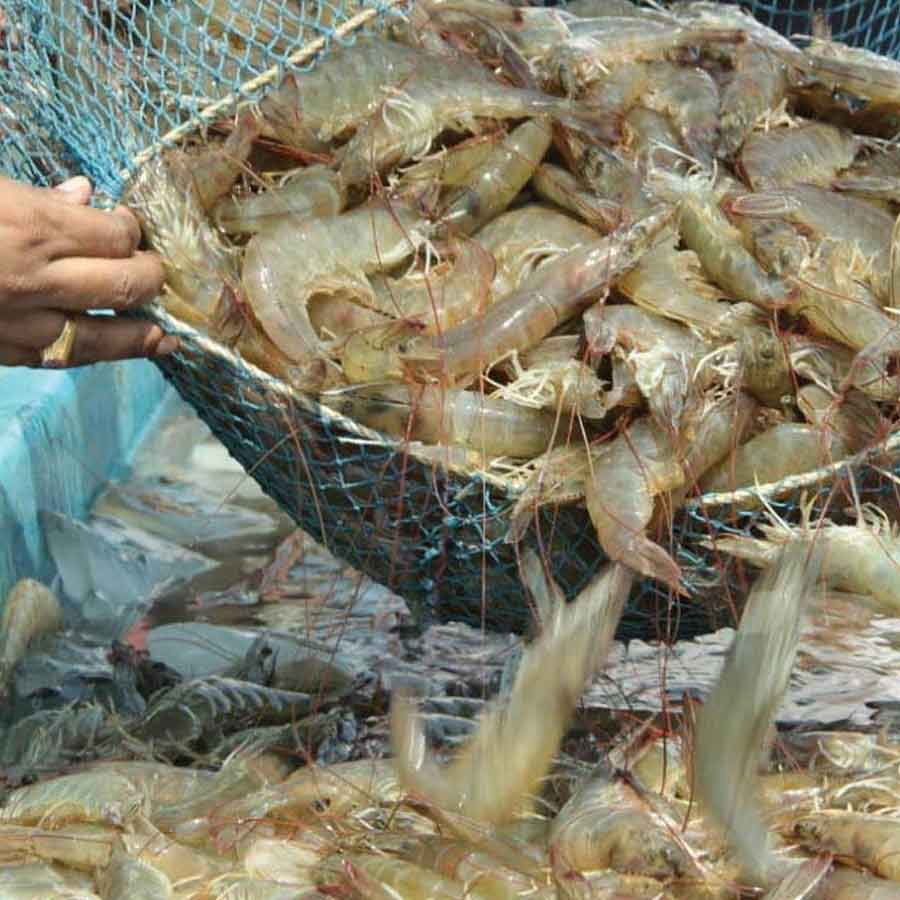 Indian shrimp exporters are increasingly shifting focus to China