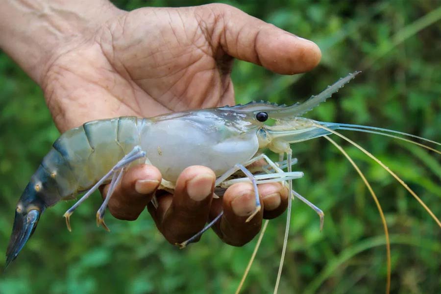 Indian shrimp exporters are increasingly shifting focus to China