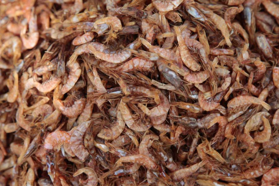Indian shrimp exporters are increasingly shifting focus to China