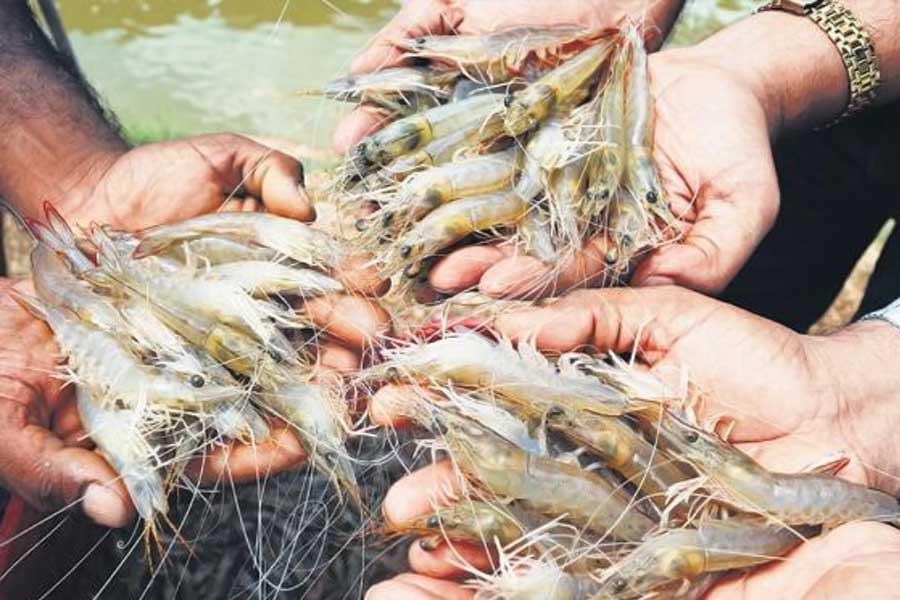 Indian shrimp exporters are increasingly shifting focus to China