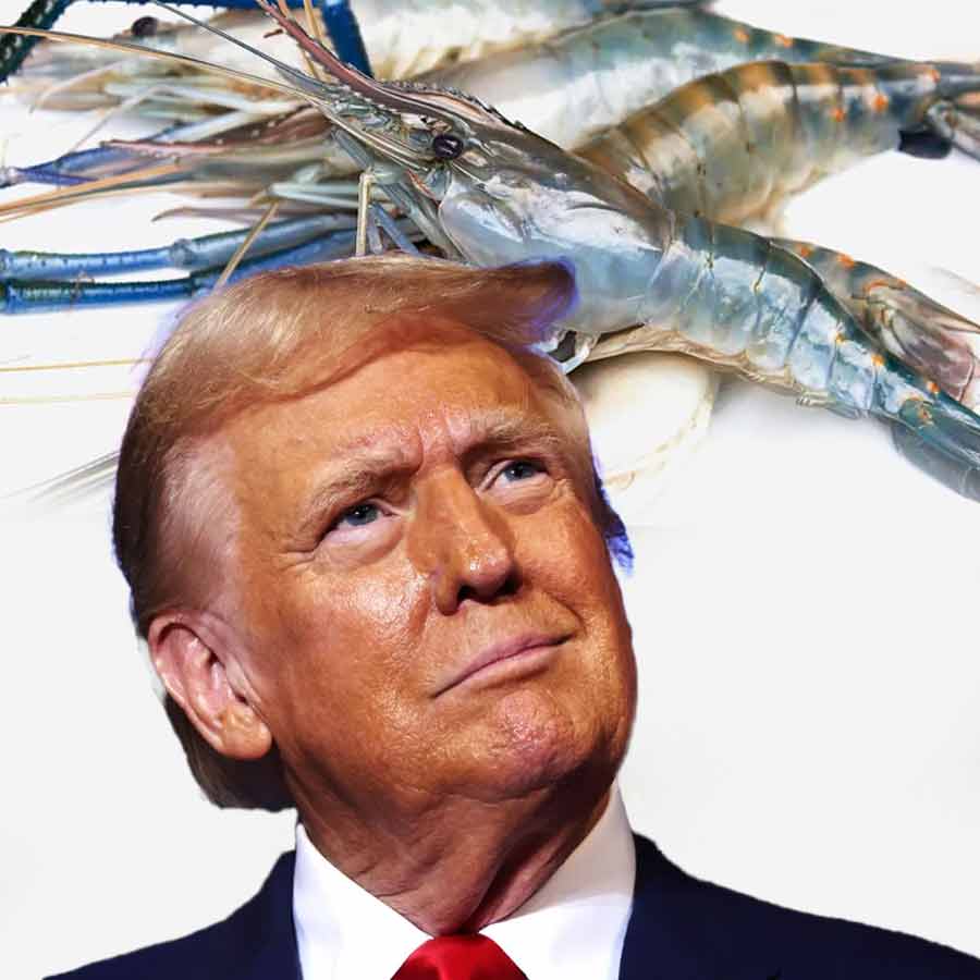 Indian shrimp exporters are increasingly shifting focus to China from America after Donald Trump\\\\\\\'s tariff rule