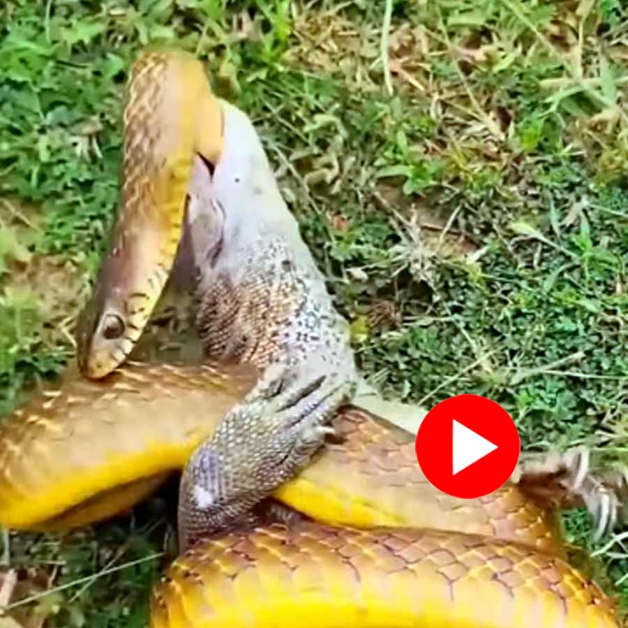 Video of fight between giant snake and komodo dragon goes viral dgtl