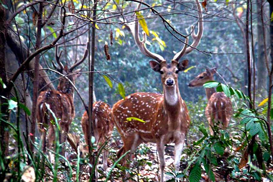বেথুয়াডহরির ভিতরে সাক্ষাৎ হতে পারে হরিণের সঙ্গে।