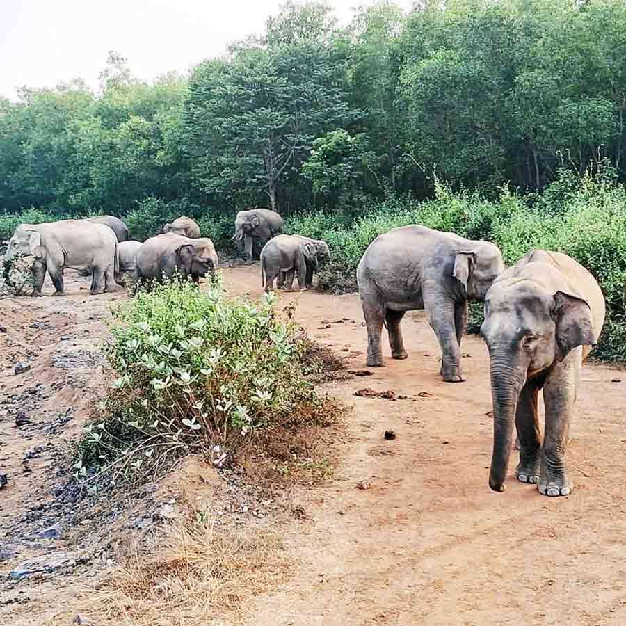 People are feared to do pandal hopping during evening in Barjora due to elephants