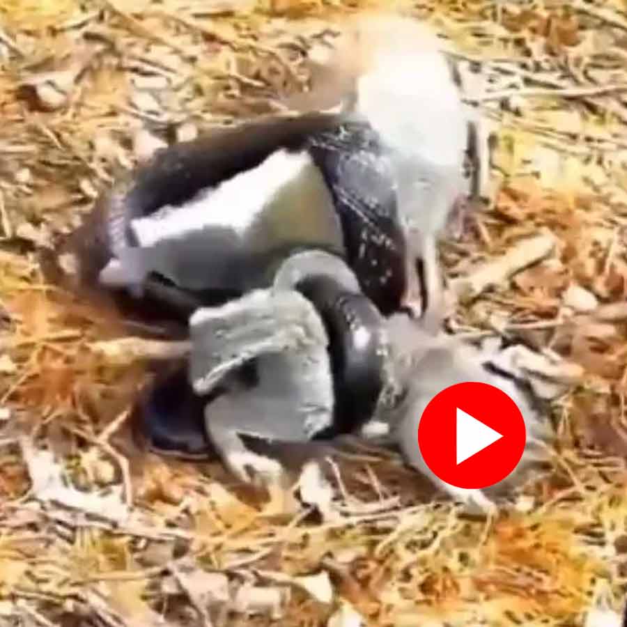 Video shows Squirrel fighting with snake to save child