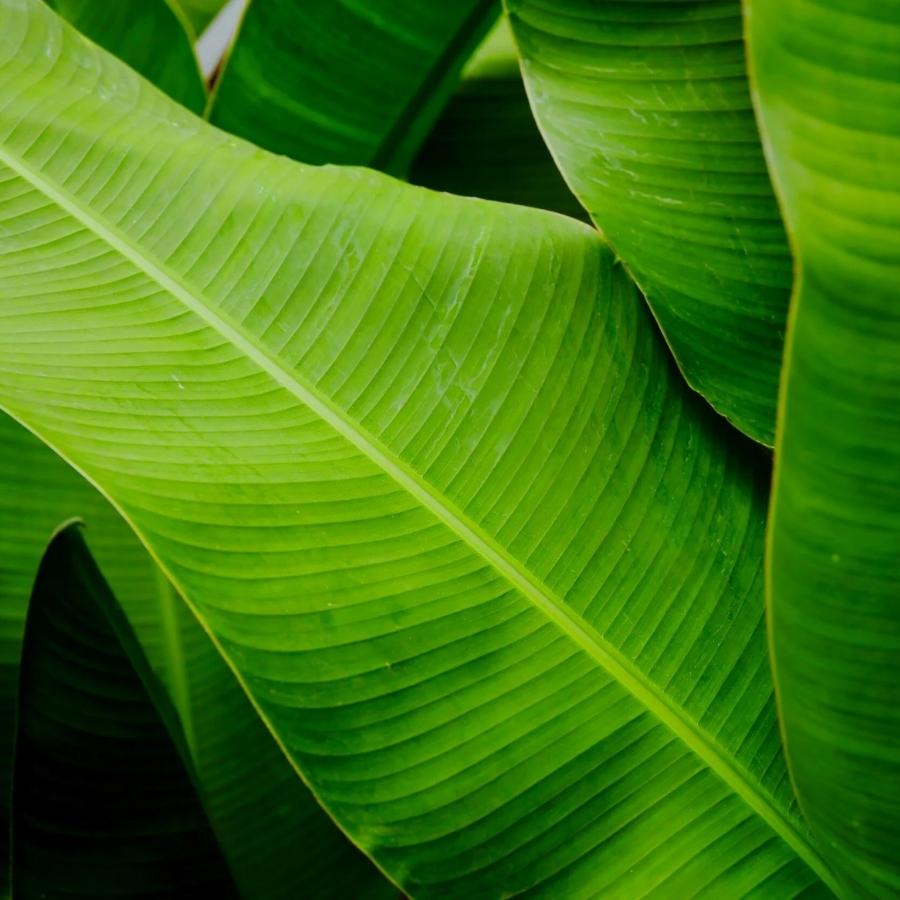 এ বার ওভেনে আগে থেকে ধুয়ে রাখা কলাপাতা সেঁকে নিন হালকা করে। 