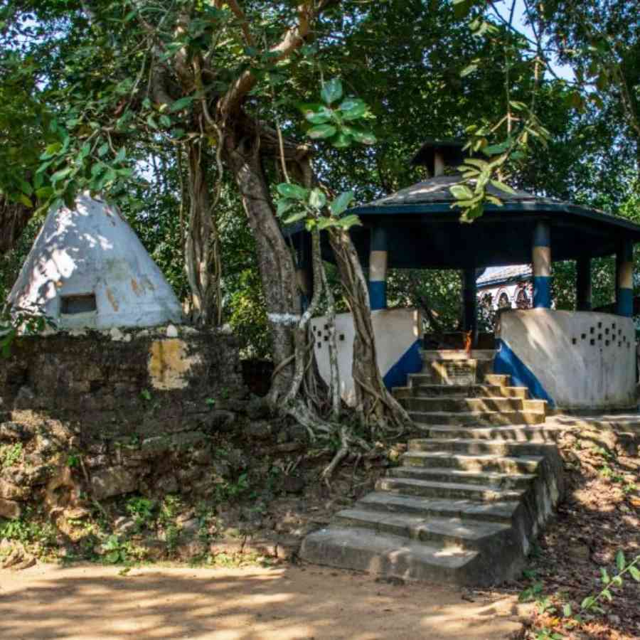 ঘুরে নিতে পারেন গাছগাছালি ঘেরা তপোবন। 