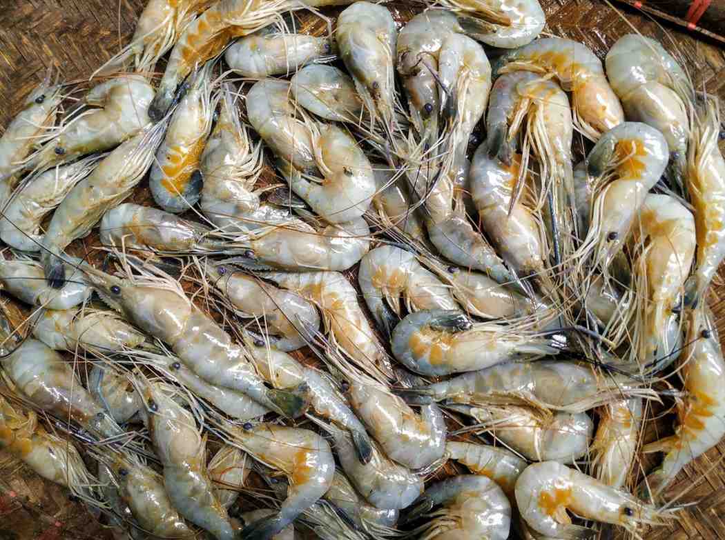 এই রান্না করতে আপনার লাগবে - চিংড়ি মাছের কিমা (২০০-২৫০ গ্রাম), সেদ্ধ আলু (১টি মাঝারি), পেঁয়াজ বাটা/কুচি (১টি বড়), আদা-রসুন বাটা (১ টেবিল চামচ), হলুদ (পরিমাণ মতো), নুন (পরিমাণ মতো), সামান্য চালের গুঁড়ো বা বেসন (মুইঠ্যা বাঁধতে), টোম্যাটো বাটা বা পেস্ট (২টি মাঝারি - অথবা টোম্যাটো পিউরি-ও ব্যবহার করতে পারেন) এবং জিরে-ধনে গুঁড়ো (১ চা চামচ, গরম মশলা গুঁড়ো (১ চা চামচ), গোটা গরম মশলা (দারচিনি আধ ইঞ্চি, ছোট এলাচ ২টি, লবঙ্গ ৪টি), ঘি (১ চামচ), গোটা জিরে (১ চামচ), তেজপাতা (৩-৪টি), শুকনো লঙ্কা (২টি)। 