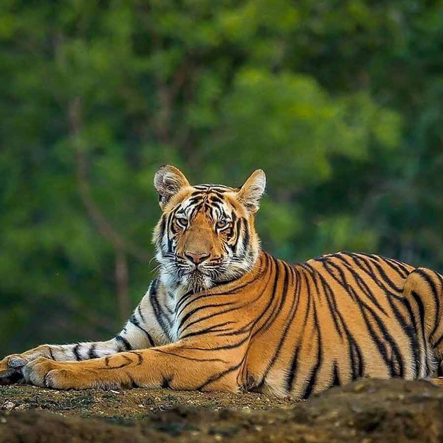 A New Tigress Arrives at Siliguri\\\'s Bengal Safari; Focus Shifts to Breeding Through Bloodline Diversification