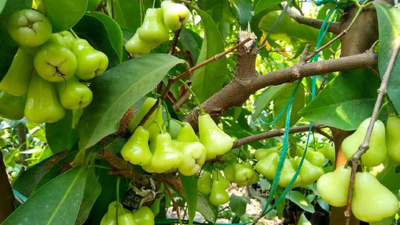 93% Water Content, Why Water Apple or Jamrul is the Ultimate Summer Superfood