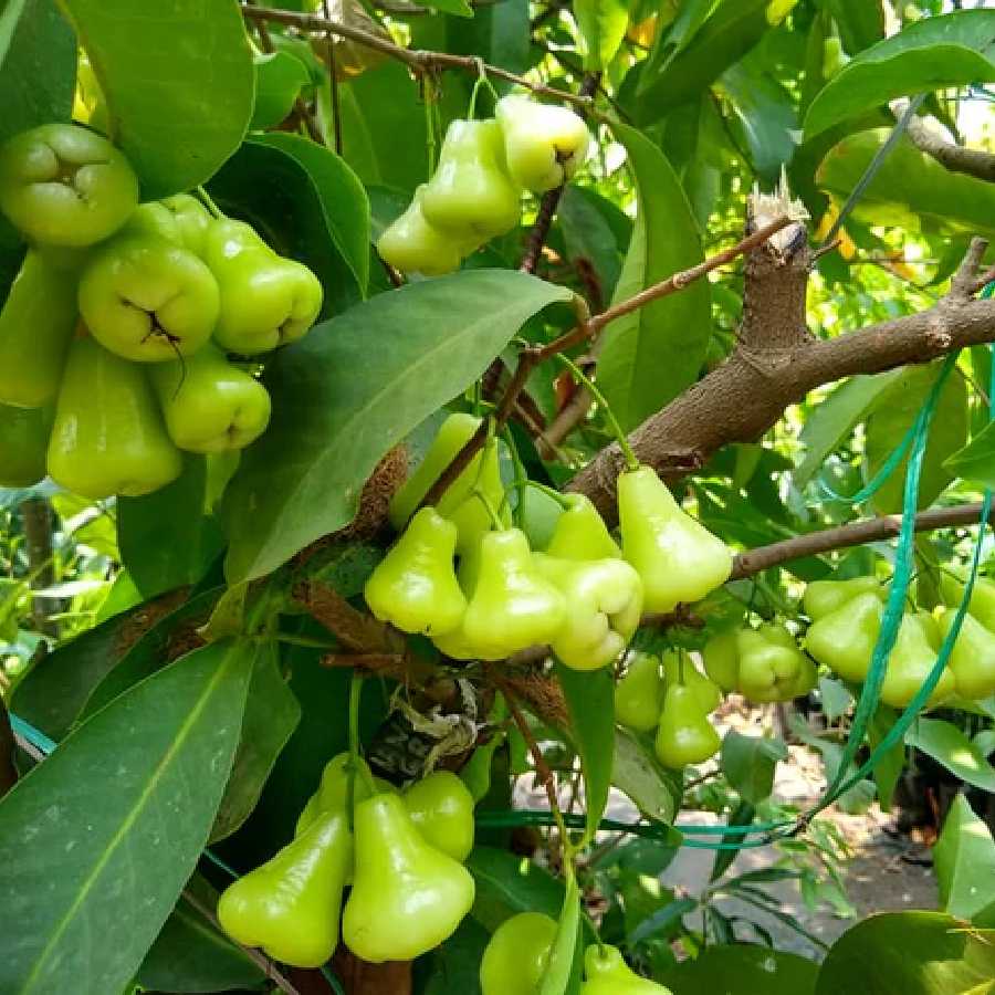 93% Water Content, Why Water Apple or Jamrul is the Ultimate Summer Superfood