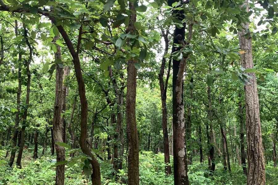 হাতিবাড়িতে আছে এমনই ঘন শালের জঙ্গেল।