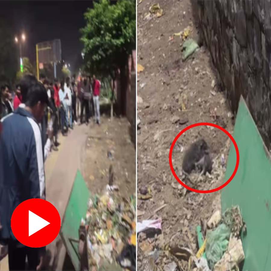 Video shows crowd gathers to watch rat fighting on roadside in Delhi