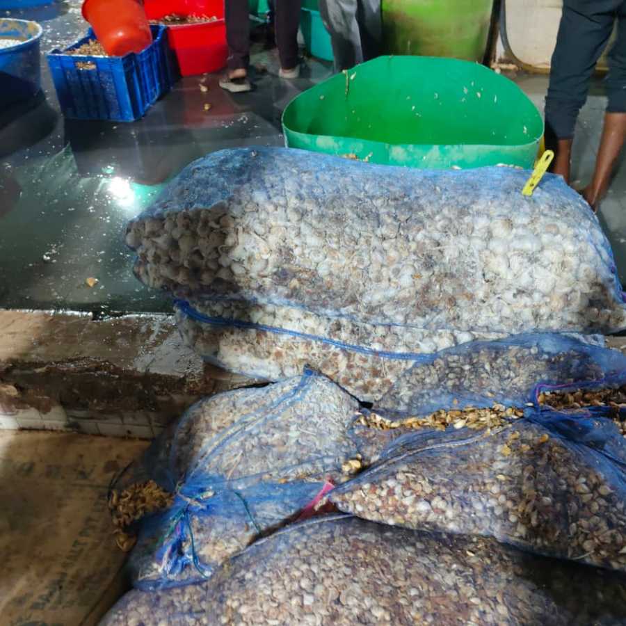 নোংরা জলের উপর পড়ে রয়েছে রসুনের বস্তা। 