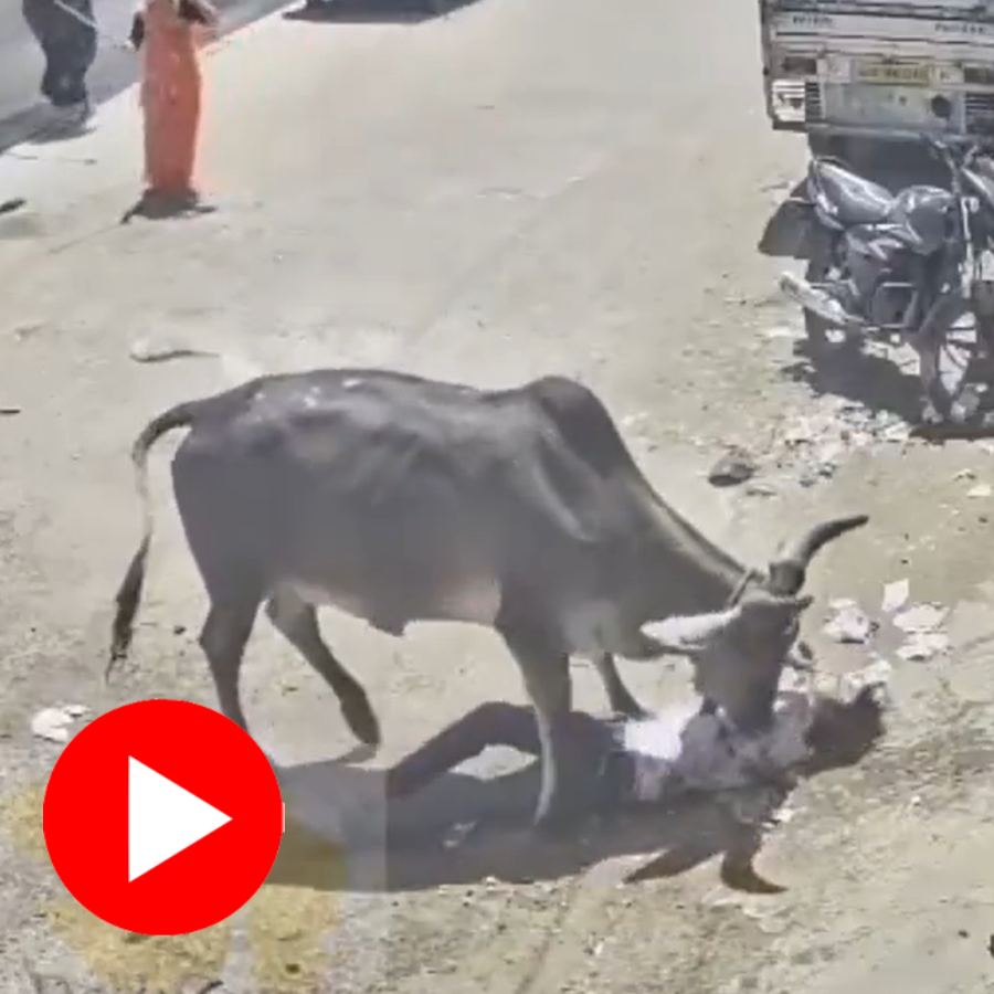 Video shows cow attacks a youth in the middle of the road