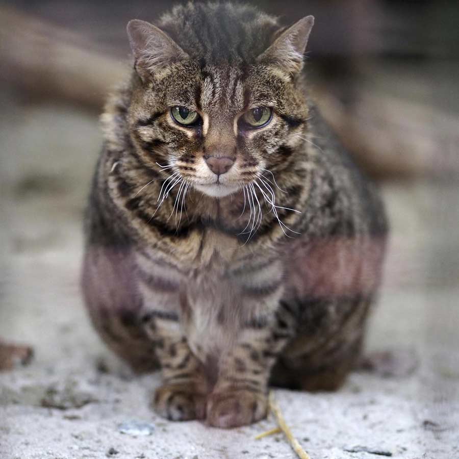 What is the HMS Anson