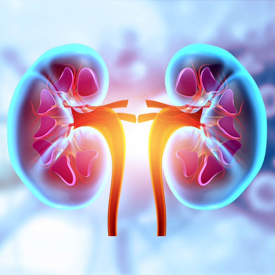 গরমে কিডনির যত্ন জরুরি। কোন ভুলে ক্ষতি হতে পারে?